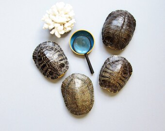 Turtle shells, vintage taxidermy, Taxidermy & Curiosities, red-eared slider shells
