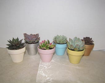Succulent Plants - 3 Assorted Succulent Plants With Miniature Painted Terra Cotta Pots for Janique