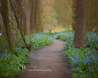 Digital Backdrop of Bluebell Pathway