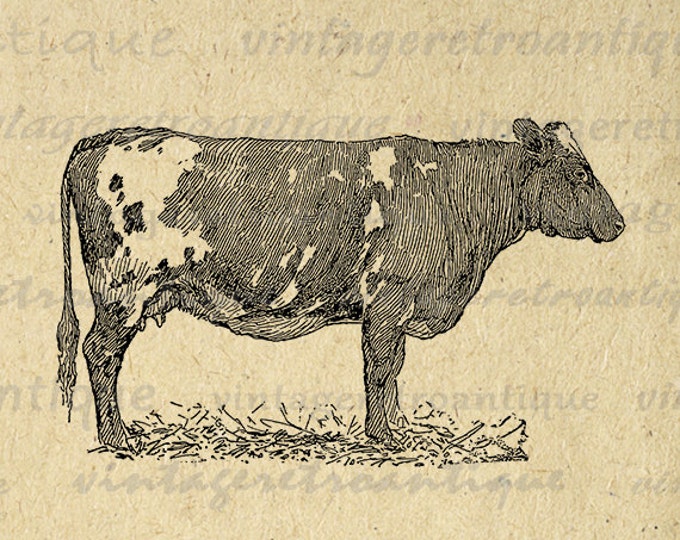 Printable Cow Digital Image Antique Cow Graphic Farm Animal Art Download Illustration Digital Vintage Clip Art Jpg Png Eps HQ 300dpi No.3452