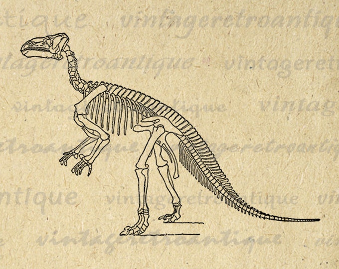 Printable Graphic Dinosaur Skeleton Download Image Digital Illustration Vintage Clip Art Jpg Png Eps HQ 300dpi No.2734