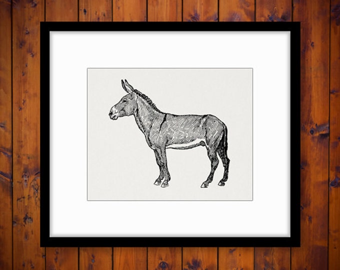 Donkey Graphic Digital Printable Horse Image Download Illustration Vintage Clip Art Jpg Png Eps HQ 300dpi No.3090