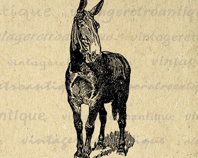 Printable Mule Horse Graphic Download Donkey Image Digital Vintage Clip Art Jpg Png Eps HQ 300dpi No.3064