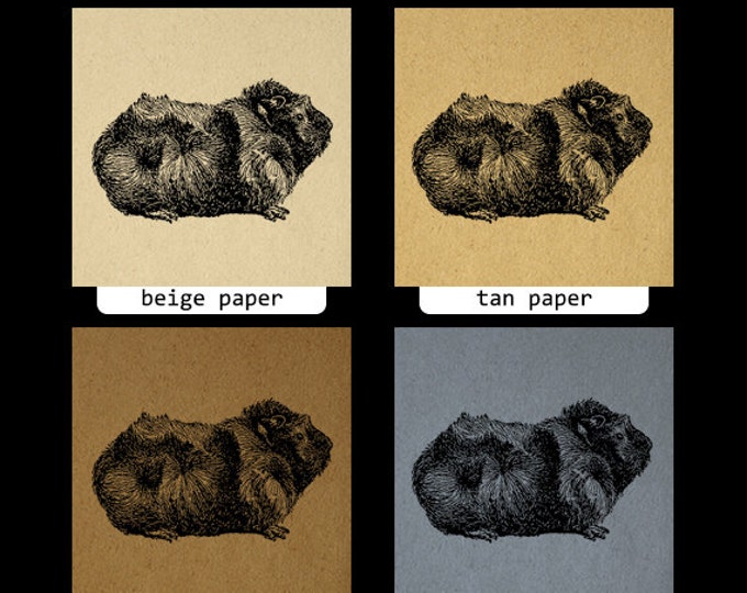 Pet Guinea Pig Graphic Image Digital Illustration Download Printable Vintage Clip Art Jpg Png Eps HQ 300dpi No.3144