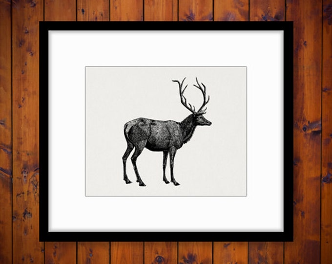 Digital Image Elk Deer Animal Printable Download Graphic Artwork Antique Clip Art Jpg Png Eps HQ 300dpi No.2134