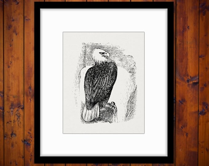 Eagle Digital Printable Image Bird Graphic Download Antique Clip Art Jpg Png Eps HQ 300dpi No.572