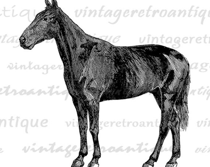 Antique Horse Illustration Digital Image Printable Horse Graphic Download Vintage Clip Art Jpg Png Eps HQ 300dpi No.2931