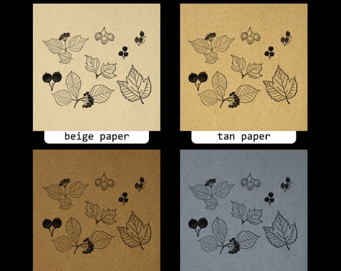 Digital Image Leaves and Berries Printable Leaf Collage Sheet Download Set Graphic Antique Clip Art Jpg Png Eps HQ 300dpi No.972