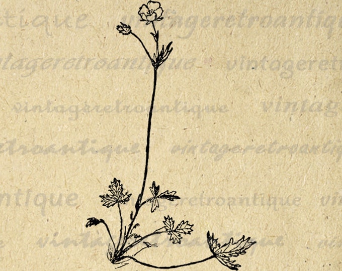 Printable Digital Little Flower Download Plant Graphic Image Antique Clip Art for Transfers Printing etc HQ 300dpi No.858