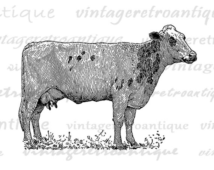 Digital Dairy Cow Image Printable Illustration Graphic Download Vintage Clip Art Jpg Png Eps HQ 300dpi No.3089