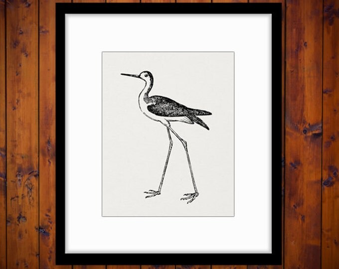 Digital Image Little Stilt Bird Graphic Antique Bird Download Printable Vintage Clip Art Jpg Png Eps HQ 300dpi No.601