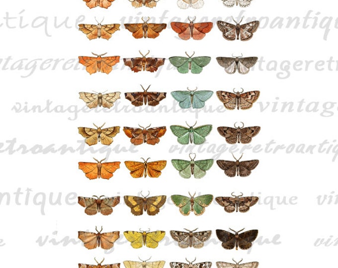 Printable Digital Colorful Moth Collage Sheet Image Graphic Download Vintage Clip Art Jpg Png Eps HQ 300dpi No.3884