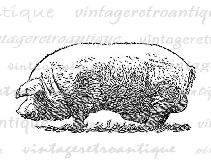 Boar Pig Image Graphic Printable Download Digital Illustration Antique Clip Art Jpg Png Eps HQ 300dpi No.3229