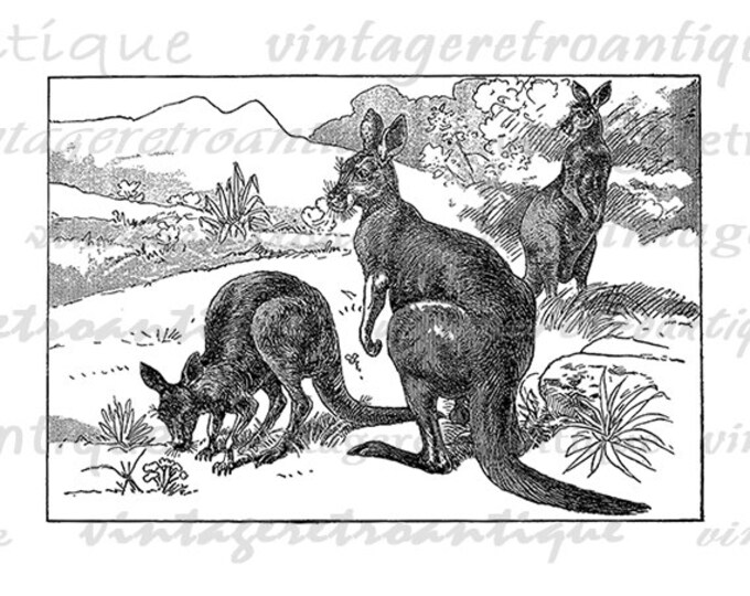 Kangaroo Digital Graphic Printable Australia Download Illustrated Image Vintage Clip Art Jpg Png Eps HQ 300dpi No.2588