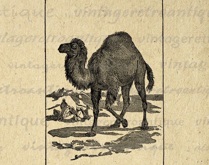 Antique Camel Graphic Printable Download Digital Camel Illustration Image Vintage Clip Art Jpg Png Eps HQ 300dpi No.2565