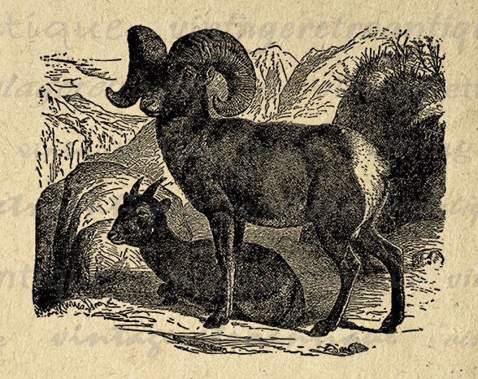 Digital Printable Big Horn Sheep Image Graphic Download Artwork Vintage Clip Art Jpg Png Eps HQ 300dpi No.2659