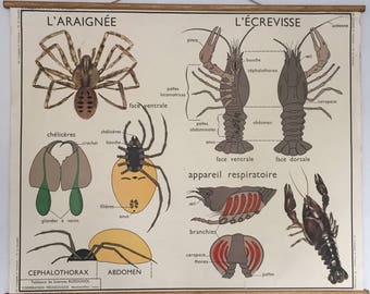 Vintage Double Sided Educational Poster