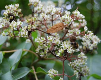 Bee-bee Tree Seeds (Tetradium daniellii) 30+ Seeds