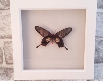 Shadowbox, Butterfly Art, Insect Art, Handmade, Butterflies, Insect, Curiosity, Entomology, Butterfly Shaddowbox, Real Butterfly.