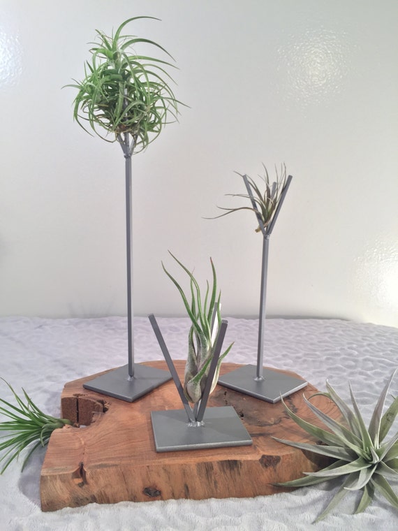 Modern Air Plant Stands