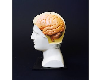 Vintage Anatomical Head Model / Brain Model