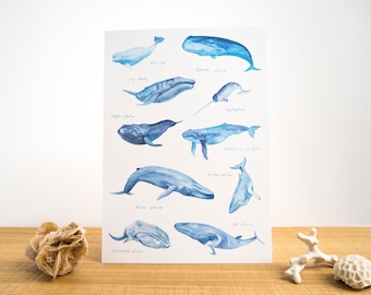 Whales of the World Watercolour A4 Print // Painting Art Print of Whales // Blue Whale // Beluga // Narwhal // Humpback // Save the Whales