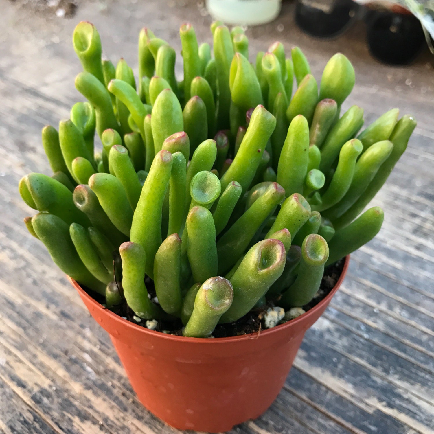 4 Succulent Gollum Jade Ogre Ear lady fingers