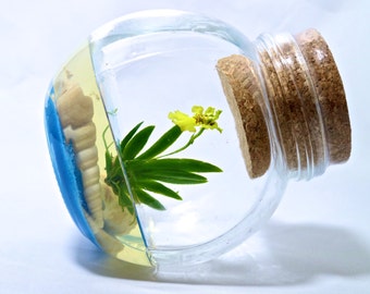 Maintenance Free Orchid. Live Plant Terrarium, Watering free, Miniature Garden. No Green Thumb Needed, Great Gift!