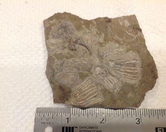 Crinoid fossil slab from Gilmore City Iowa