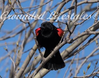 Red Winged Black Bird Digital Wildlife Nature Photography
