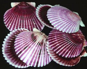 Purple Pecten Shells, scallop shells, craft shells, beach decor, bulk shells, terrarium supplies, air plant shell, purple shells, sea shells