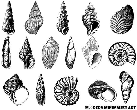 Items similar to Seashells Clipart Black and White– 16 PNG Images on Etsy