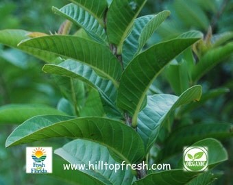75 Organic Guava leaves -Picked fresh before shipping from Florida USA