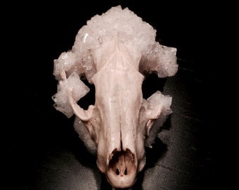 Clear crystallized raccoon skull - skull art - crystallized skull - animal skull - crystal skull - quartz skull - bones - real raccoon skull