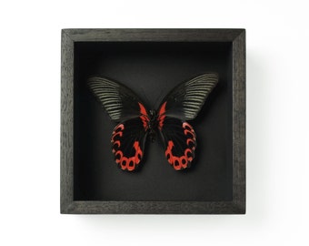 Butterfly shadow box | Etsy