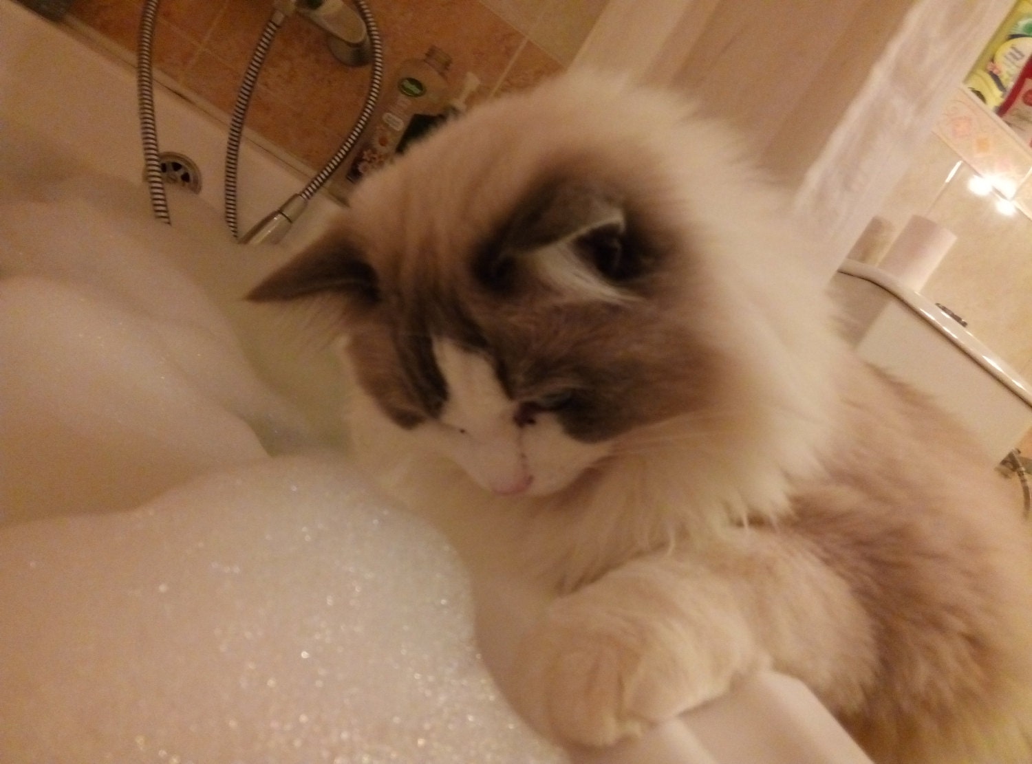 Boris about to take a bubble bath - are they edible?