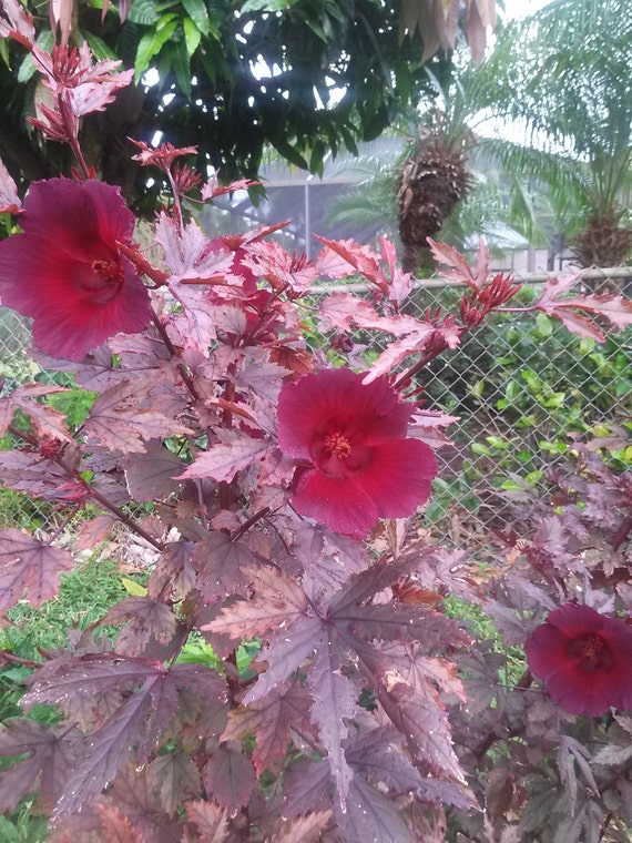 Edible Cranberry Hibiscus 4 cuttings. by HeavensGoods on Etsy