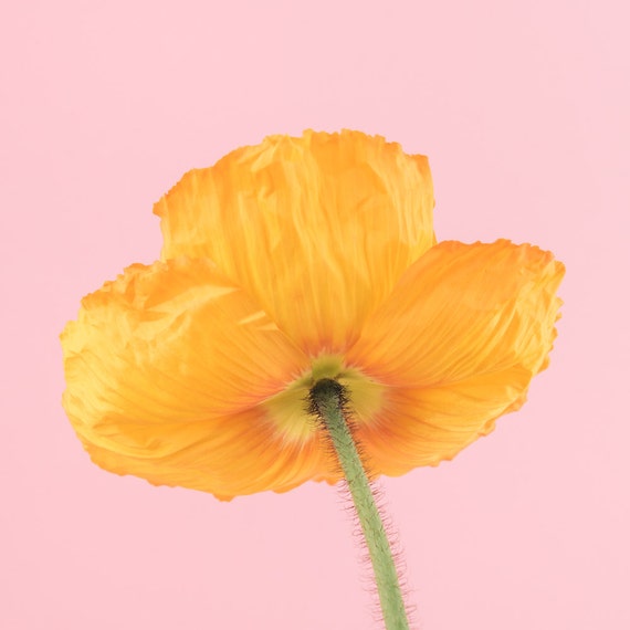 Yellow poppy flower photography print Wall Decor Flower Wall