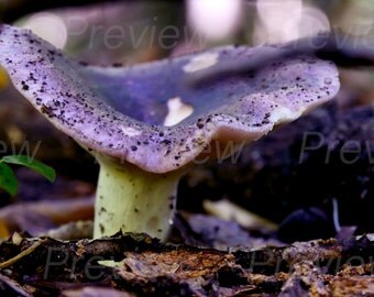 purple nurple