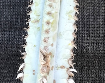 Brazilian Blue Cactus-Succulent Cutting