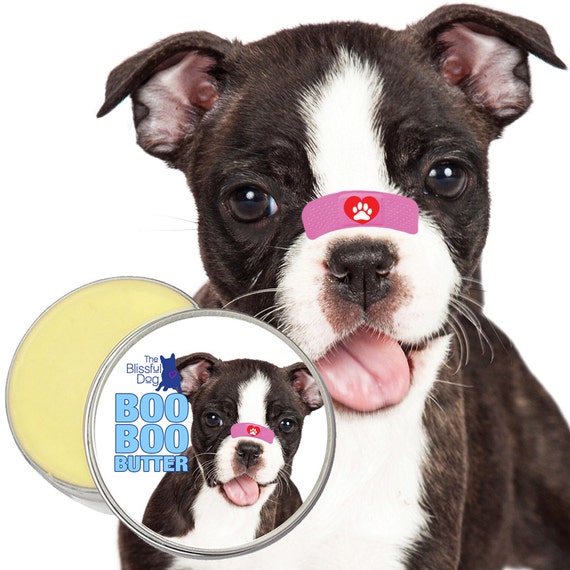 beanie boo boston terrier