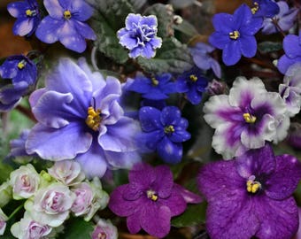 African violet | Etsy