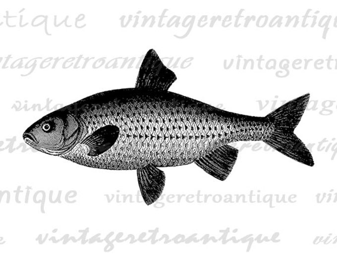 Digital Antique Fish Image Graphic Download Printable Illustration Vintage Clip Art Jpg Png Eps HQ 300dpi No.4047