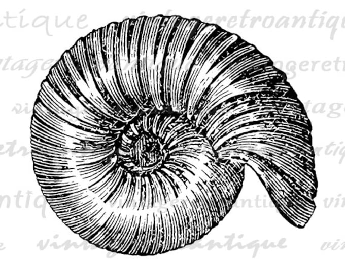 Digital Fossil Graphic Printable Ancient Download Shell Image Antique Clip Art Jpg Png Eps HQ 300dpi No.584