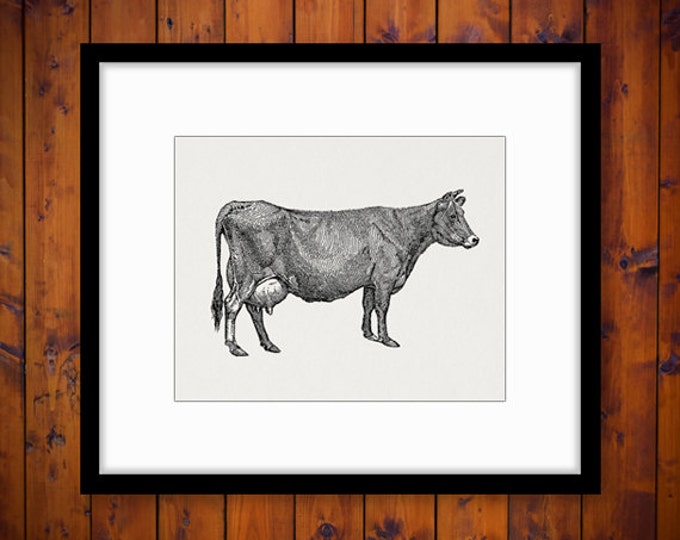 Printable Graphic Jersey Cow Image Farm Animal Download Illustration Digital Vintage Clip Art Jpg Png Eps HQ 300dpi No.3152