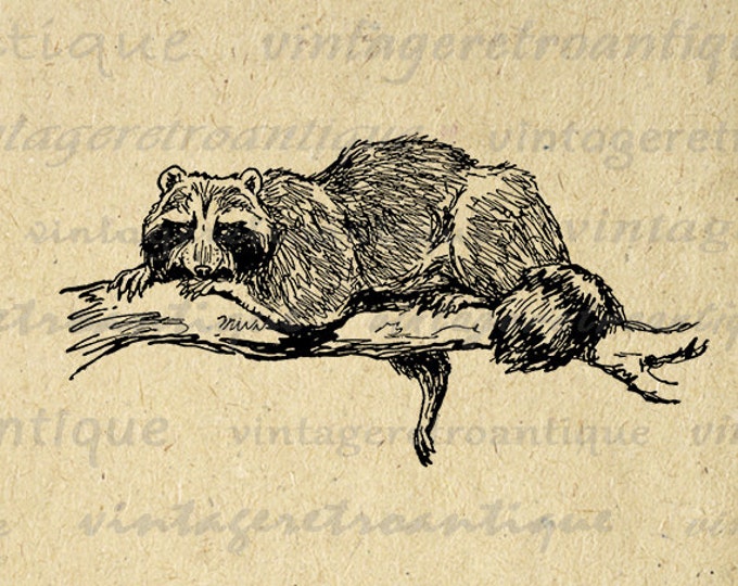 Antique Raccoon Printable Graphic Digital Download Image Vintage Clip Art Jpg Png Eps HQ 300dpi No.336