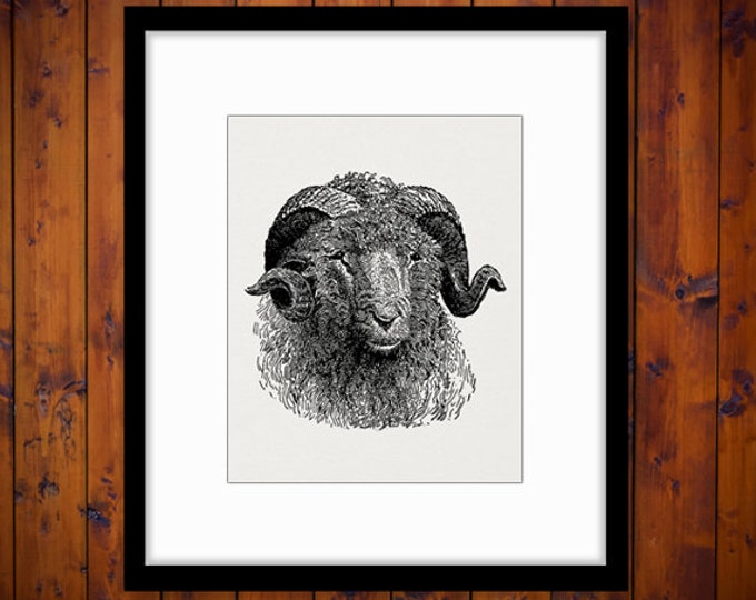 Printable Digital Sheep Ram Image Head Horns Download Graphic Antique Clip Art Jpg Png Eps HQ 300dpi No.3067