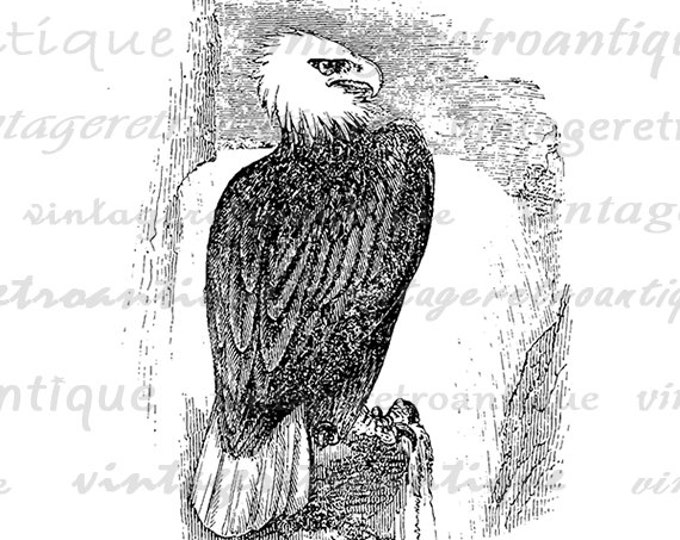 Eagle Digital Printable Image Bird Graphic Download Antique Clip Art Jpg Png Eps HQ 300dpi No.572