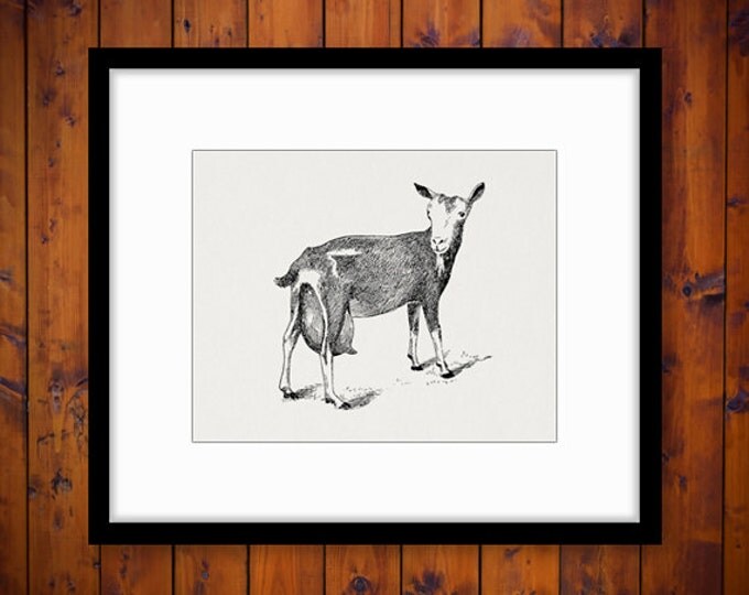 Digital Printable Little Goat Graphic Cute Farm Animal Image Download Antique Clip Art Jpg Png Eps HQ 300dpi No.519