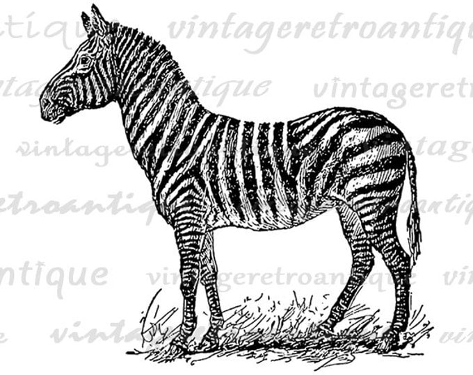 Digital Zebra Image Printable Illustration Download Graphic Vintage Clip Art Jpg Png Eps HQ 300dpi No.3448